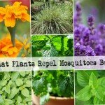 Know 7 Healthy Alternatives To Junk Foods