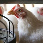 Recognising the signs and symptomes of Allergy