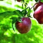 Take These 5 Teas to Have a Slim Body