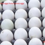 Eye Flu Causes, Symptoms, and Tips for Prevention